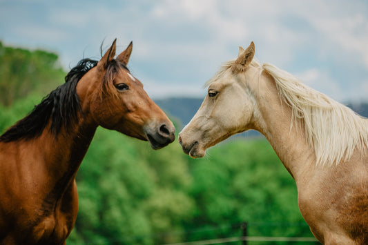 Meet @myhorsewillow