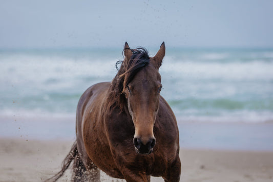 Our horses' emotional needs can affect their health