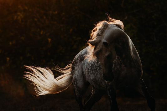 Equine By Wengdahl New Zealand Photography Tour & Workshop